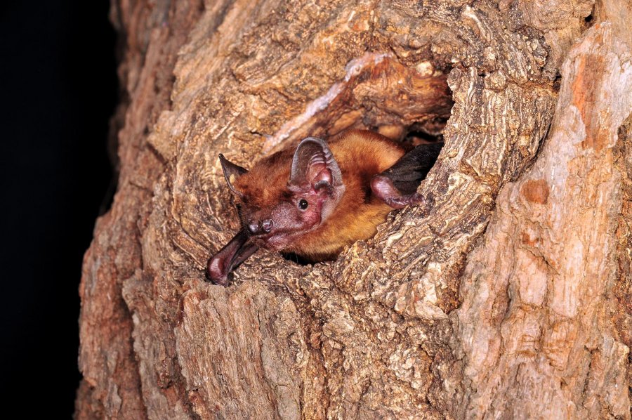Abendsegler in Baumhöhle
