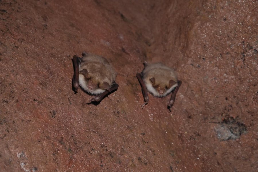 Mausohren im Winterschlaf