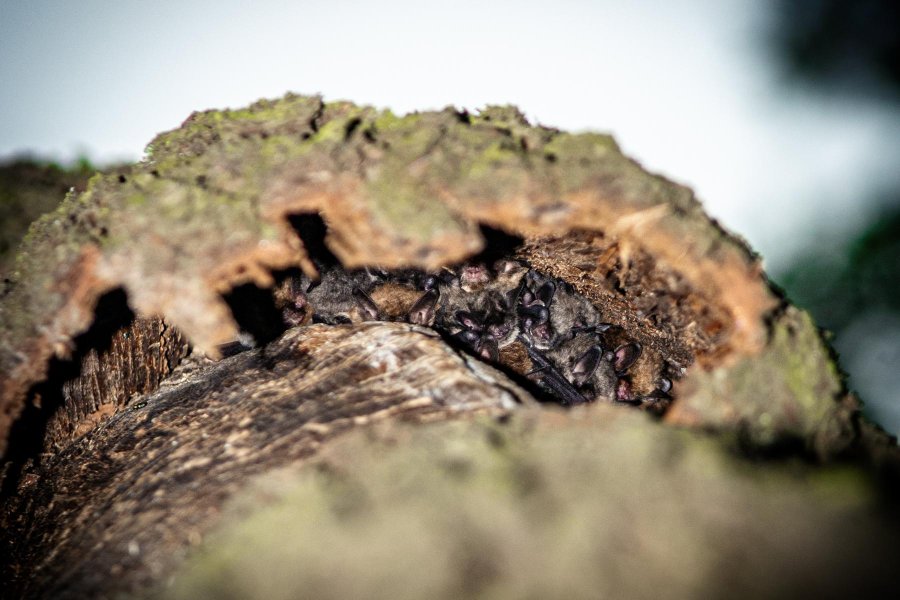 Wochenstube der Nymphenfledermaus