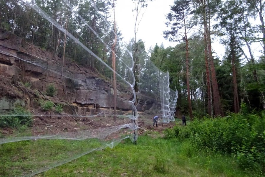 Alpenfledermauscamp Netzfang