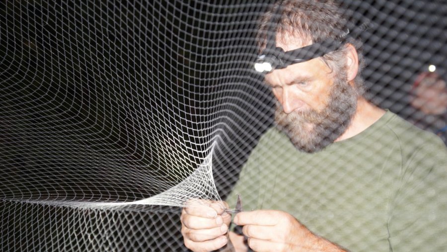 Alpenfledermauscamp Netzfang