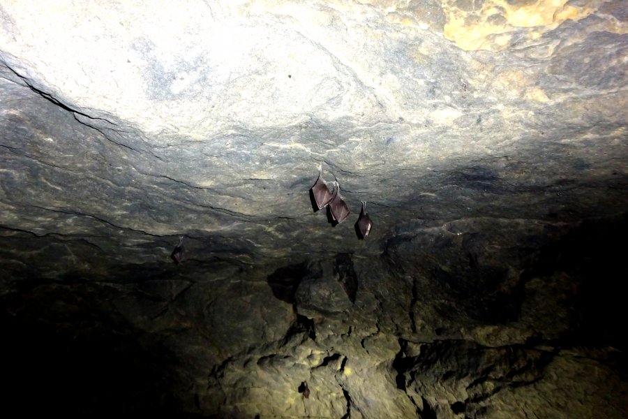 Kleine Hufeisennase Winterschlaf