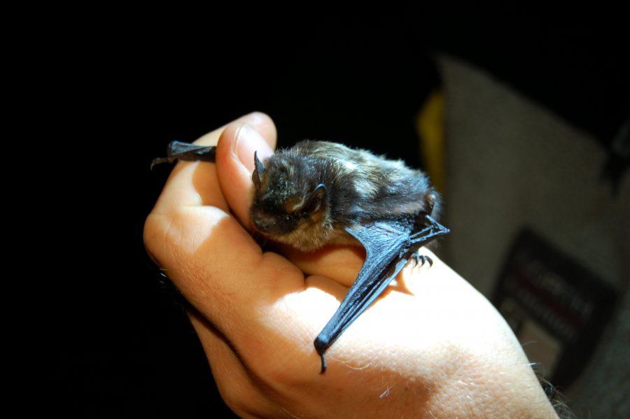 Alpenfledermauscamp Nordfledermaus