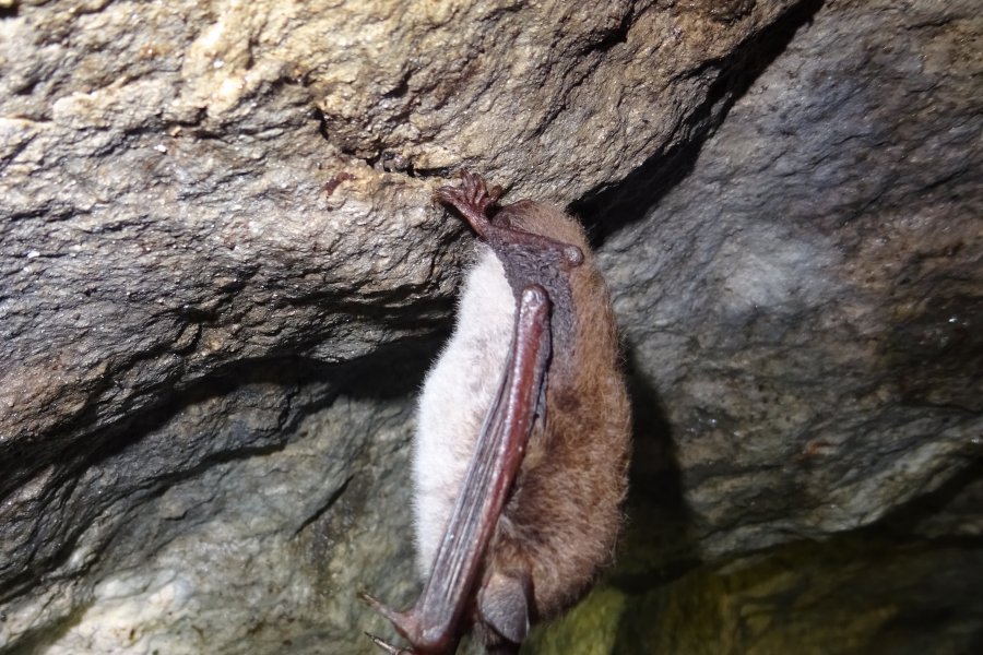 Wasserfledermaus Winterschlaf