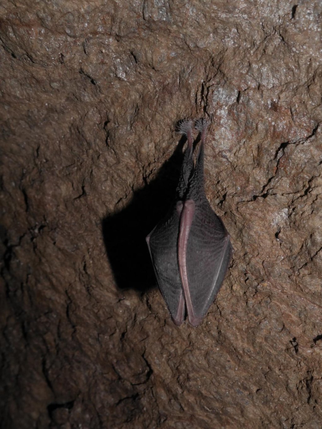 Kleine Hufeisennase Winterschlaf