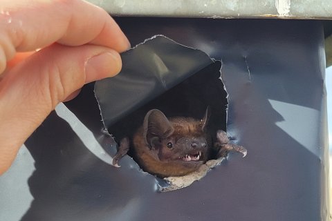 Abendsegler Spechtschlag | Foto: Karen Kobelt