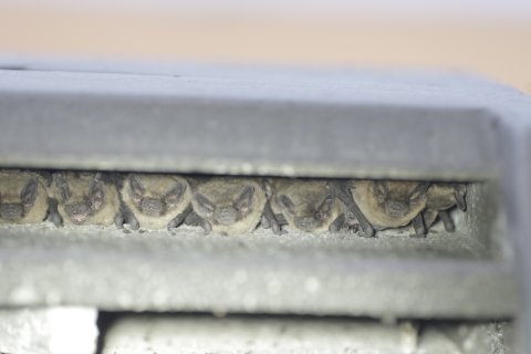 Wochenstube Zwergfledermaus | Foto: Thomas Frank | ChiroPlan