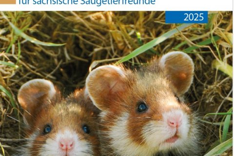 Cover Sächsische Säugetierfreunde | Foto: NABU Sachsen
